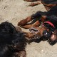 2012-07-29 RRS Holland Hundestrand_078