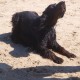 2012-07-29 RRS Holland Hundestrand_211
