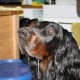 RRS_Fotogalerien_2009-12-13_Hunde_Kekse_backen14