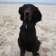 RRS_Fotogalerien_2013-04-14_Kijkduin-Hundestrand038