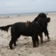 RRS_Fotogalerien_2013-04-14_Kijkduin-Hundestrand044