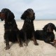 RRS_Fotogalerien_2013-04-14_Kijkduin-Hundestrand057