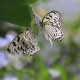 RRS_Fotogalerien_2014-05-25_Zoo-Krefeld106
