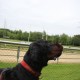 RRS_Fotogalerien_2014-06-19_Hunderennen007