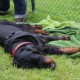 RRS_Fotogalerien_2014-06-19_Hunderennen009