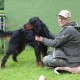 RRS_Fotogalerien_2014-06-19_Hunderennen010