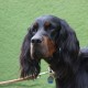 RRS_Fotogalerien_2014-06-19_Hunderennen020