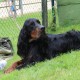 RRS_Fotogalerien_2014-06-19_Hunderennen023