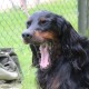 RRS_Fotogalerien_2014-06-19_Hunderennen025