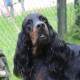 RRS_Fotogalerien_2014-06-19_Hunderennen026