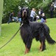 RRS_Fotogalerien_2014-06-19_Hunderennen028