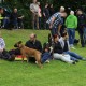 RRS_Fotogalerien_2014-06-19_Hunderennen029