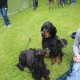 RRS_Fotogalerien_2014-06-19_Hunderennen035