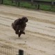 RRS_Fotogalerien_2014-06-19_Hunderennen037