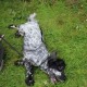 RRS_Fotogalerien_2014-06-19_Hunderennen050