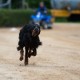 RRS_Fotogalerien_2014-06-19_Hunderennen058