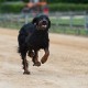 RRS_Fotogalerien_2014-06-19_Hunderennen060