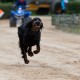 RRS_Fotogalerien_2014-06-19_Hunderennen061
