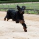 RRS_Fotogalerien_2014-06-19_Hunderennen062