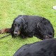 RRS_Fotogalerien_2014-06-19_Hunderennen069