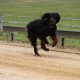 RRS_Fotogalerien_2014-06-19_Hunderennen074