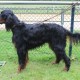 RRS_Fotogalerien_2014-06-19_Hunderennen087