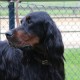 RRS_Fotogalerien_2014-06-19_Hunderennen089