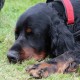 RRS_Fotogalerien_2014-06-19_Hunderennen091