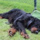 RRS_Fotogalerien_2014-06-19_Hunderennen095