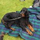 RRS_Fotogalerien_2014-06-19_Hunderennen102