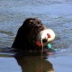 RRS_Fotogalerien_2015-07-26_Seehund-Abzeichen013