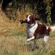 RRS_Fotogalerien_2015-07-26_Seehund-Abzeichen022