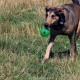 RRS_Fotogalerien_2015-07-26_Seehund-Abzeichen026