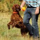 RRS_Fotogalerien_2015-07-26_Seehund-Abzeichen029