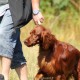 RRS_Fotogalerien_2015-07-26_Seehund-Abzeichen042