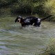 RRS_Fotogalerien_2015-07-26_Seehund-Abzeichen061