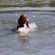 RRS_Fotogalerien_2015-07-26_Seehund-Abzeichen065