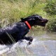 RRS_Fotogalerien_2015-07-26_Seehund-Abzeichen067
