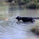 RRS_Fotogalerien_2015-07-26_Seehund-Abzeichen074