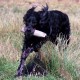 RRS_Fotogalerien_2015-07-26_Seehund-Abzeichen080