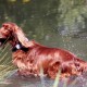 RRS_Fotogalerien_2015-07-26_Seehund-Abzeichen092