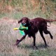 RRS_Fotogalerien_2015-07-26_Seehund-Abzeichen096