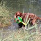RRS_Fotogalerien_2015-07-26_Seehund-Abzeichen097
