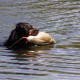 RRS_Fotogalerien_2015-07-26_Seehund-Abzeichen114