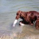 RRS_Fotogalerien_2015-07-26_Seehund-Abzeichen120