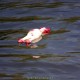 RRS_Fotogalerien_2015-07-26_Seehund-Abzeichen122