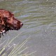 RRS_Fotogalerien_2015-07-26_Seehund-Abzeichen123