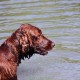 RRS_Fotogalerien_2015-07-26_Seehund-Abzeichen127