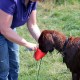 RRS_Fotogalerien_2015-07-26_Seehund-Abzeichen133