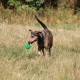 RRS_Fotogalerien_2015-07-26_Seehund-Abzeichen137